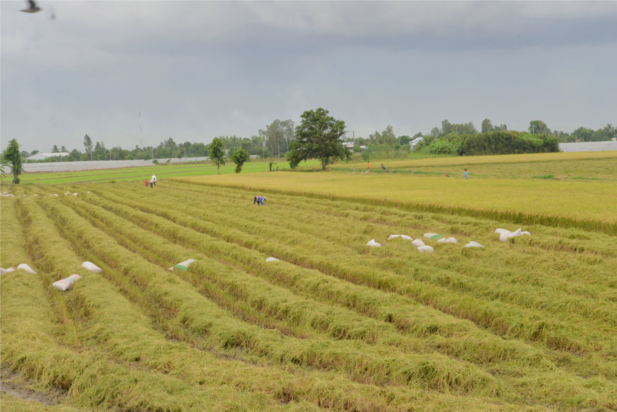 Đề án 1 triệu ha lúa ở ĐBSCL - Nâng tầm giá trị hạt gạo Việt Nam trên thị trường thế giới (17/3/2023)